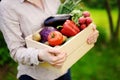Female gardener holding wooden crate with fresh organic vegetables from farm Royalty Free Stock Photo
