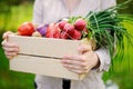 Female gardener holding wooden crate with fresh organic vegetables from farm Royalty Free Stock Photo