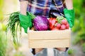 Female gardener holding wooden crate with fresh organic vegetables from farm Royalty Free Stock Photo