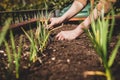 Female gardener planting and seperate garlic plants Royalty Free Stock Photo