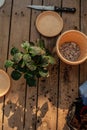 Female gardener plants pots shrub in the dug hole in her yard