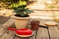 Female gardener plants pots shrub in the dug hole in her yard