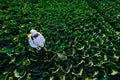 gardener in a protective suit and mask spray Insecticide and chemistry on huge cabbage vegetable plant Royalty Free Stock Photo