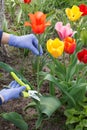 Female gardener with pruner shears a tulip flower