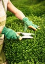 Female gardener pruning a buxus formal privet hedge Royalty Free Stock Photo