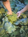 Female gardener research and checking quality fresh broccoli leaf in organic farm. Asian farmer control on broccoli field. Organic