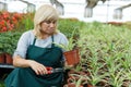 Female gardener with scissors trimming plants of cinta in greenhouse