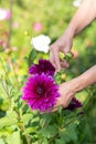 female gardener selects a blooming purple Thomas Edison dahlia from a bush for a bouquet, decorative luxury in garden