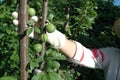 Female gardener shows green plums on a plums tree trunk Closeup