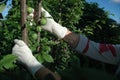 Female gardener shows green plums on a plums tree trunk Closeup