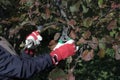 Female gardener trims small branches