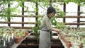 Female gardener in uniform checking and rearranging pots of plants in a greenhouse