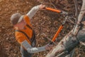 Female gardener using telescopic ratchet bypass lopper to cut of the walnut tree branches in orchard