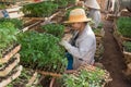 Female gardener working in garden