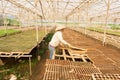 Female gardener working in garden