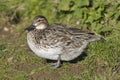 Female Garganey Duck