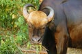 Female gaur