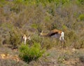 Female gazelle with offspring in bushland