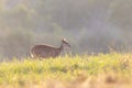 A female gazelle stands in the grass in Thung Kramang Animal Sanctuary.