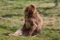 A female Gelada Baboon