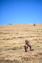 Female gelada baboon sitting on a highland slope