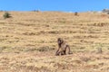 Female gelada baboon sitting on a highland slope