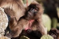 Female gelada baboon Theropithecus gelada in Ethiopia.