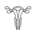 Female genitalia, anatomy flat line icon. Human female genitalia