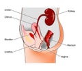 Female genitourinary system