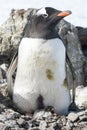 Female Gentoo penguin sitting on a nest with newly hatched chick Royalty Free Stock Photo