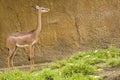 Female Gerenuk Royalty Free Stock Photo