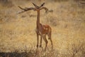 Female Gerenuk is standing on the grass. Its profile and full-body portrait. Royalty Free Stock Photo