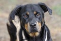 German Rottweiler dog