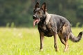 Female German Shepherd Dog standing portrait of the whole dog Royalty Free Stock Photo