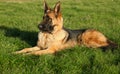 Female German Shepherd on the grass Royalty Free Stock Photo