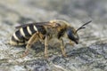 This female Giant furrow bee ,Halictus quadricintus , from France Royalty Free Stock Photo