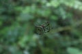 A female Giant golden orb weaver spider walking by grabbing the silky lines