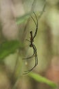 Female Giant Golden Silk Orb-weaver Spider Nephila Pilipes On Web