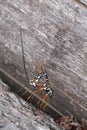 Female giant ichneumon, Rhyssa persuasoria laying eggs