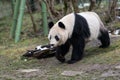 A female giant panda walking in a zoo