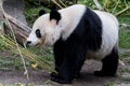 A female giant panda walks with her head down