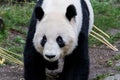 A female giant panda walks with her head down