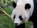 A female giant panda walks with her head down