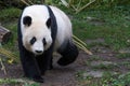 A female giant panda walks with her head down