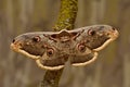 Female of Giant Peacock Moth (Saturnia pyri)