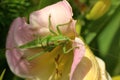 A female of a giant singing grasshopper sitting on a daylily flower Royalty Free Stock Photo