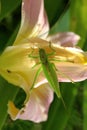 A female of a giant singing grasshopper sitting on a daylily flower Royalty Free Stock Photo