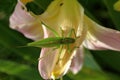 A female of a giant singing grasshopper sitting on a daylily flower Royalty Free Stock Photo