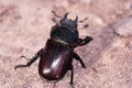 Female of giant stag beetle Royalty Free Stock Photo