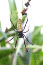 Female giant wood spider on the web